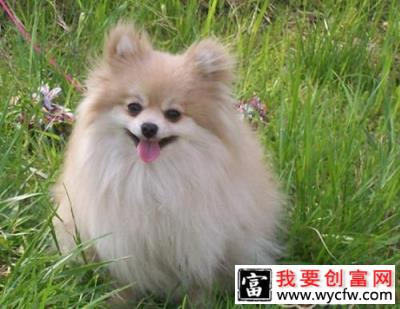 日常饲养该给博美犬吃什么