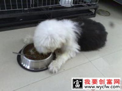 给大型犬喂食的细节建议