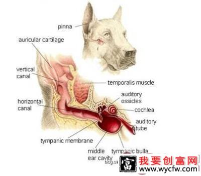 如何给宠物清耳上药