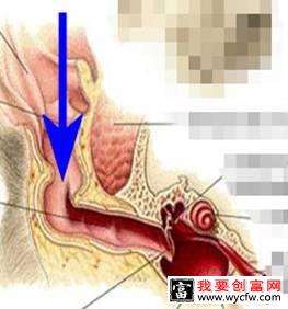 如何给宠物清耳上药