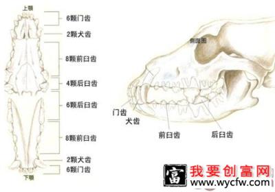 狗狗牙齿咬合状态知多少