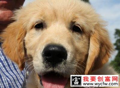 金毛犬为什么会缺钙