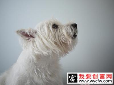 冬季为爱犬洗澡有窍门