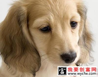 护理可卡犬耳朵的小方法