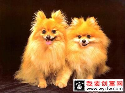 能给博美犬吃糖吗