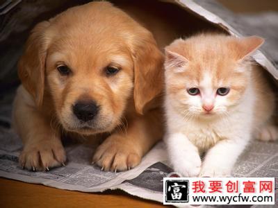 猫狗一起养，合理饲养有技巧