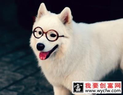 养萨摩耶犬要注意哪些要素