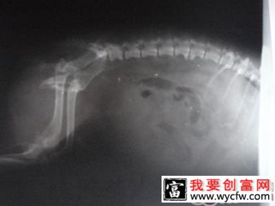 犬猫车祸的代价