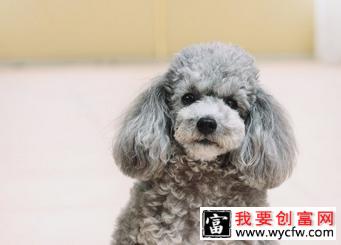 贵宾犬经常吃软食容易有牙结石