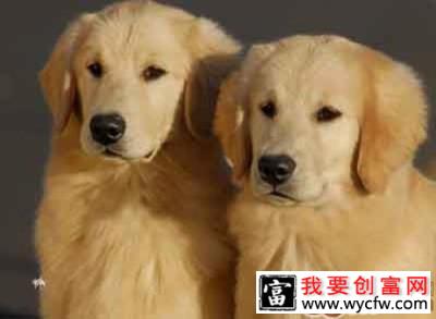 文明养犬，绅士狗狗出门必修