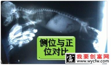 一例泰迪犬吃”多”了的恶果病例