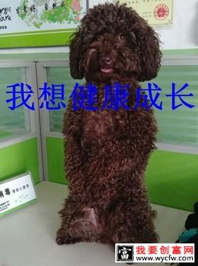 一例泰迪犬吃”多”了的恶果病例