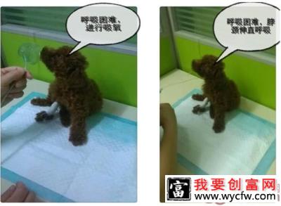 一例泰迪犬吃”多”了的恶果病例