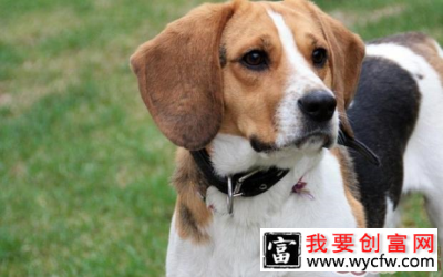 比格犬不同年龄所需营养不同