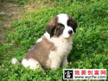 圣伯纳犬可以吃的果类