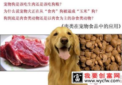 狗是肉食类动物还是以肉食为主的杂食类动物