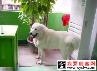 中型犬的<a href=https://www.wycfw.com/kaidian/jkbj/ target=_blank class=infotextkey>健康</a>饲养管理办法