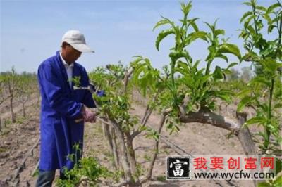 枣树什么时候种植最好