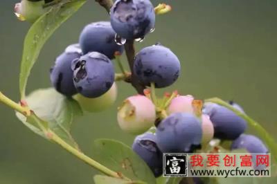 阳台种植蓝莓的时间和方法，阳台种植蓝莓管理技术