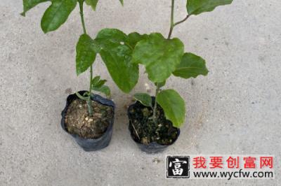 阳台种植百香果的时间和方法步骤，百香果在阳台如何种植