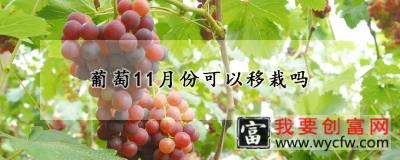 葡萄11月份可以移栽吗