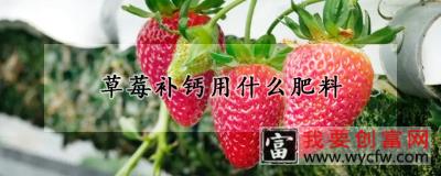 草莓补钙用什么肥料