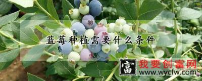 蓝莓种植需要什么条件