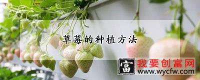 草莓的<a href=https://www.wycfw.com/e/tags/?tagid=232 target=_blank class=infotextkey>种植方法</a>