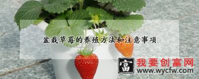 盆栽草莓的<a href=https://www.wycfw.com/e/tags/?tagid=63 target=_blank class=infotextkey><a href=https://www.wycfw.com/yangzhi/ target=_blank class=infotextkey>养殖</a></a>方法和注意事项