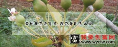 梨树花芽发育差,疏花芽时怎么办