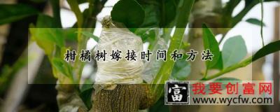 柑橘树嫁接时间和方法