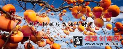 柿子树嫁接方法和时间