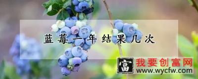 蓝莓一年结果几次