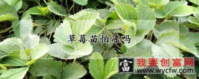 草莓苗怕冻吗