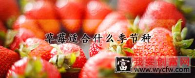 草莓适合什么季节种