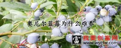 奥尼尔蓝莓为什么难养