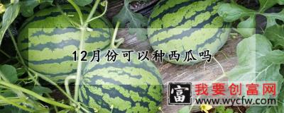 12月份可以种西瓜吗