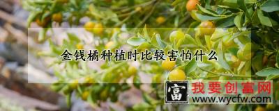 金钱橘种植时比较害怕什么