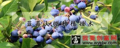 蓝莓大棚种植技术