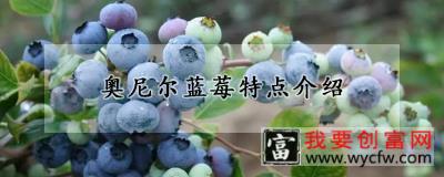 奥尼尔蓝莓特点介绍