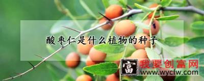 酸枣仁是什么植物的种子