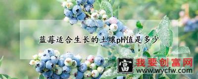 蓝莓适合生长的土壤ph值是多少