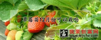 草莓苗12月份可以栽吗