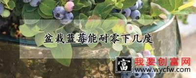 盆栽蓝莓能耐零下几度