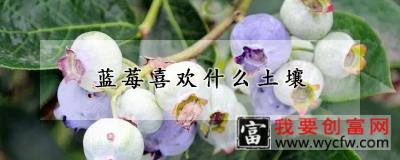 蓝莓喜欢什么土壤