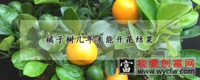 橘子树几年才能开花结果