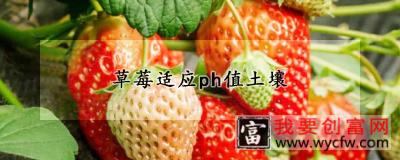 草莓适应ph值土壤