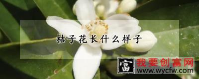 桔子花长什么样子