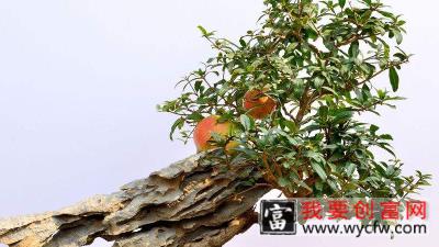 石榴盆栽<a href=https://www.wycfw.com/e/tags/?tagid=232 target=_blank class=infotextkey>种植方法</a>和注意事项