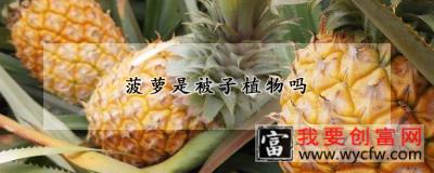 菠萝是被子植物吗